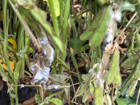 Managing White Mold In Soybean