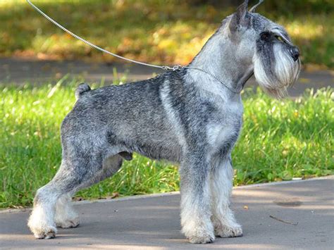 When Does A Standard Schnauzer Mature