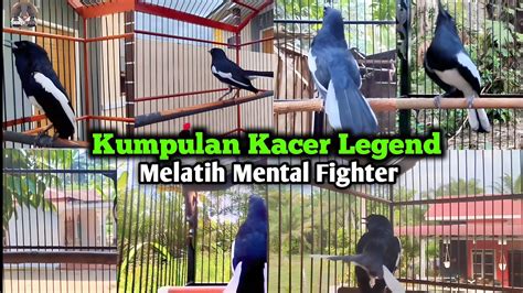 Kumpulan Simulasi Kacer Lomba Kacer Langsung Gacor Tarung Konslet