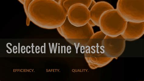 Selected Wine Yeasts Natural Solution For Winemaking Youtube