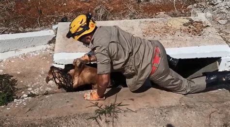 Cachorro Fica Preso Em Bueiro E Precisa Ser Resgatado Pelo Corpo De