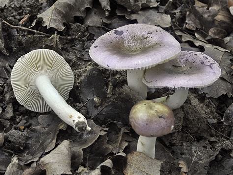 Світ грибів України » Russula pelargonia
