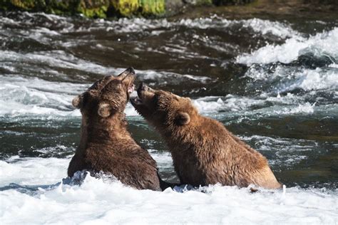 Katmai National Park Bear Viewing Best Time Getting To Brooks Falls