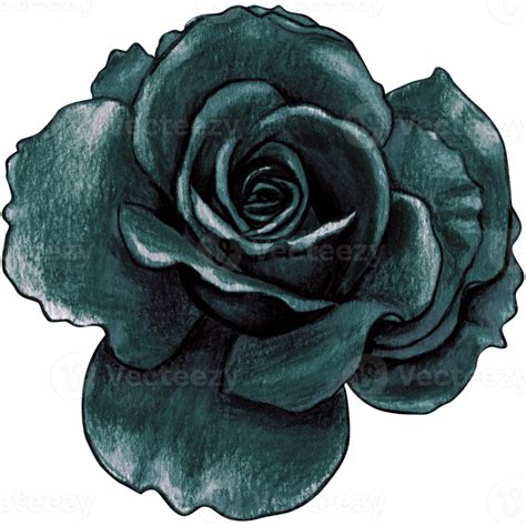 Watercolor Hand Drawn Realistic Black Rose 21381089 Png