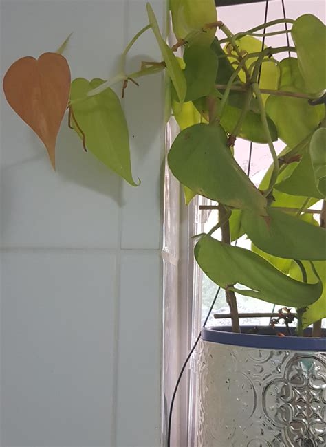 My Neon Pothos Grew A Pink Leaf Never Seen It Do That Before R