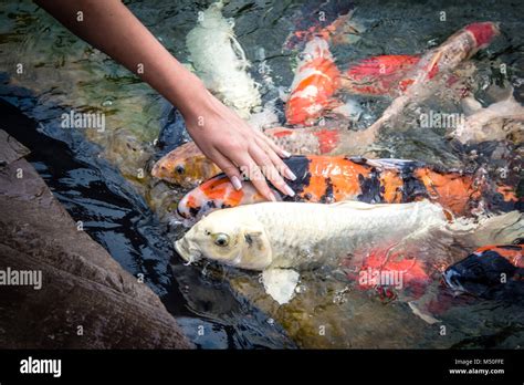 Orange And Black Koi Carp Hi Res Stock Photography And Images Alamy