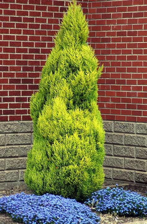 Cupressus macrocarpa 'Wilma Goldcrest' | Landscape Plants | Oregon ...