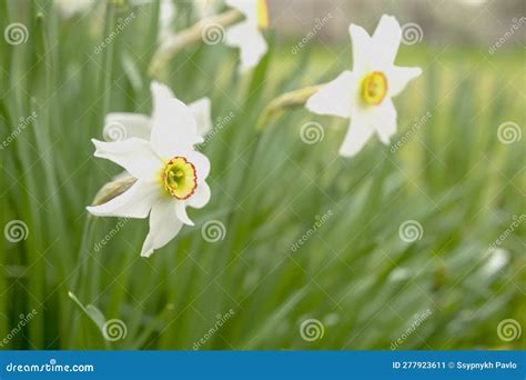 White Daffodil In A Flower Bed White Daffodils With A Yellow Core A