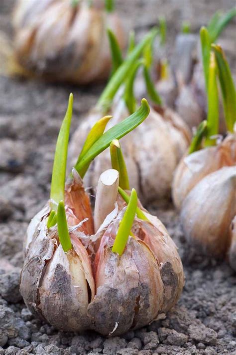 How To Plant And Grow Garlic Gardener S Path