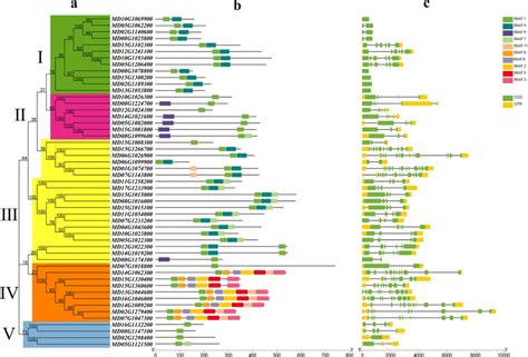 Phylogenetic Relationships Architecture Of Conserved Protein Motifs