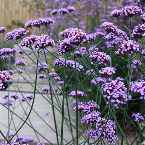 Buy Purple Top Verbena Bonariensis Delivery By Waitrose Garden