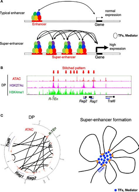 Figure 2 From The Interplay Between Chromatin Architecture And Lineage