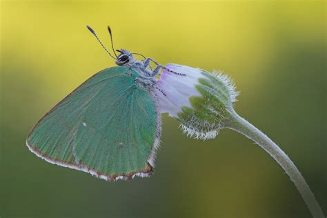 Callophrys Rubi Juzaphoto