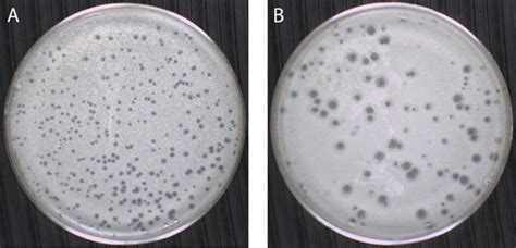 Example Result Of Plaque Assay Using Soft Agar Overlay Technique Shown Download Scientific