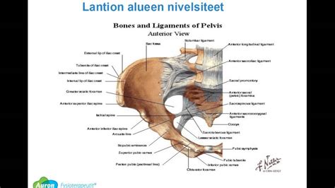 Alasel N Ja Lantion Toimintah Iri T Ja Kiputilat Raskauden Aikana Ja