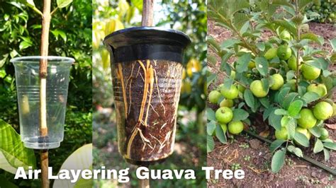 How To Air Layering Guava Tree Growing Guava Tree From Cutting Easy