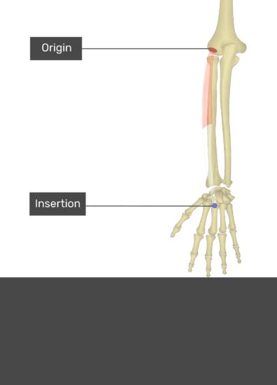 Extensor Carpi Radialis Brevis Muscle