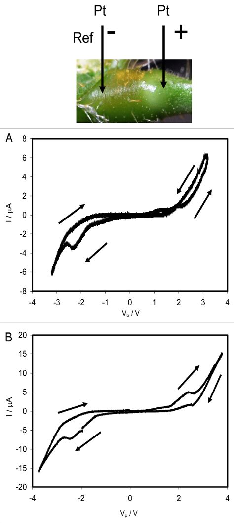 Dependencies of electrical current, I, on voltage V P applied along a ...