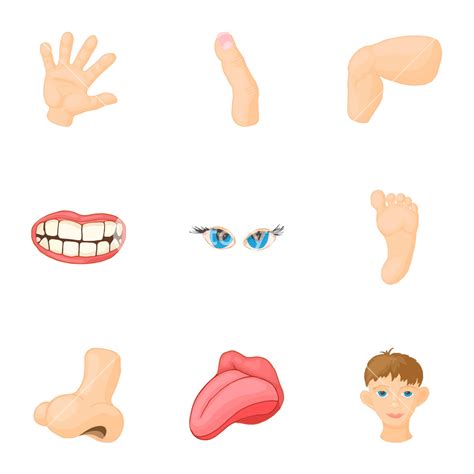 Body Parts Vector At Vectorified Collection Of Body Parts Vector