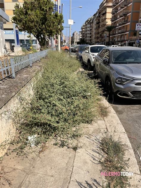 Viale delle Alpi il marciapiedi è una giungla Segnalazione a Palermo