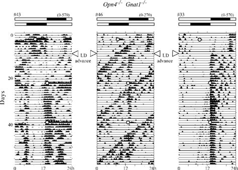 Actograms Of 3 Mice Lacking Both Melanopsin And Functional Rods