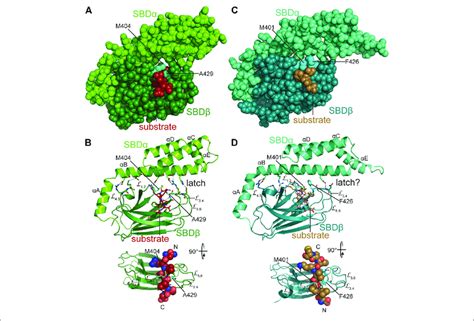 Interaction Of Hsp S With Peptide Substrates A B Crystal