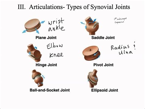 Synovial Joints 6 Types