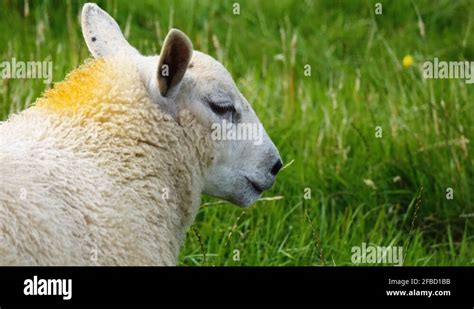 Sheep Facing Camera Stock Videos And Footage Hd And 4k Video Clips Alamy