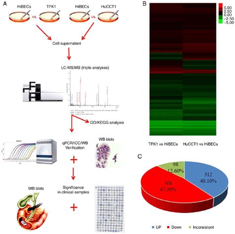 Quantitative Proteomics Analysis Of The Secretory Proteins In Cca Cells