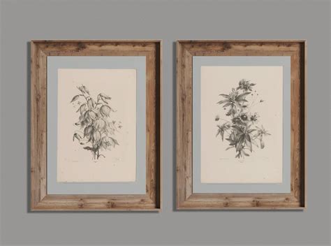 Vintage Botanical Sketches 2 a Set of 2 Vintage Sketches - Etsy