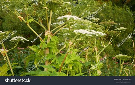 Giant Hogweed Heracleum Mantegazzianum Bloom Flower Stock Photo