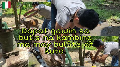 Anu Dapat Gawin Sa Kambing Na Butis Pero Maraming Kuto Farmer Squad