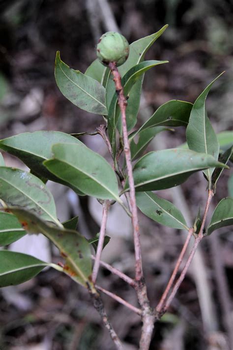 Syzygium Nitidum Myrtaceae Image At Phytoimages Siu Edu