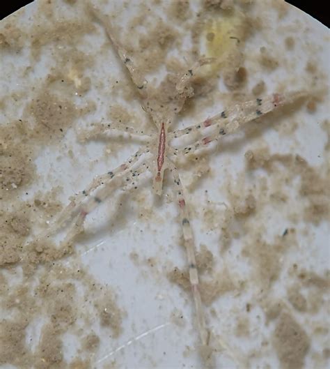 Great Barrier Reef Invertebrates Habitats Subtropical Coast