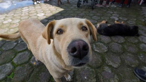 Cdmx D Nde Est Y Qu Servicios Ofrece El Primer Hotel Para Perros Y