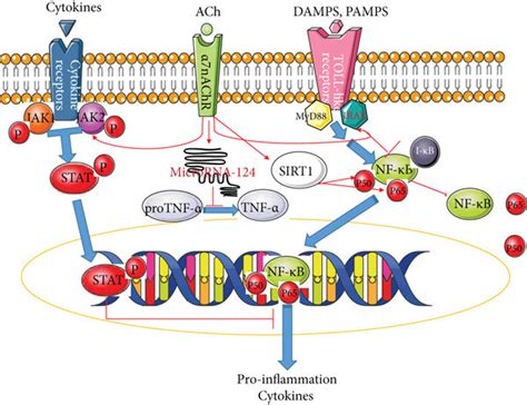 Some Known Paths Of Activated Nachrs To Suppress Inflammation