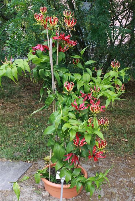 Gloriosa Superba Ruhmeskrone Julia HalleFotoFan Flickr