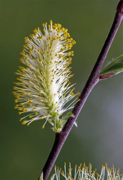 Willow flower (Salix species - Salicaceae): EHDesigns: Galleries ...