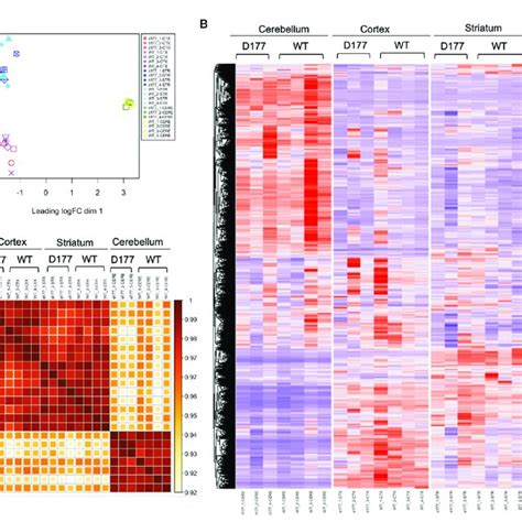 Rna Seq Analysis Of Gene Expression In D177 And Wild Type Mice A The