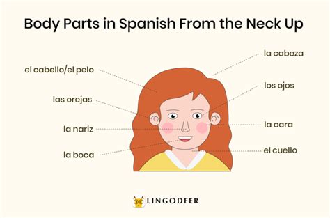 Body Parts In Spanish Vocabulary Grammar And More Lingodeer