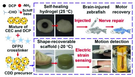 An Injectable Electroconductive Hydrogel Scaffold For Neural Repair Download Scientific