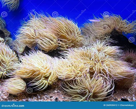 Many Beautiful Tropical Sea Anemones In Clean Aquarium Stock Photo