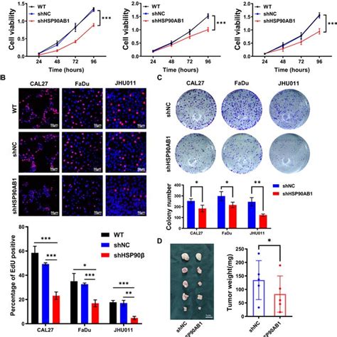 Knockdown Of Hsp Ab Inhibited The Proliferation Of Hnscc Cells A C