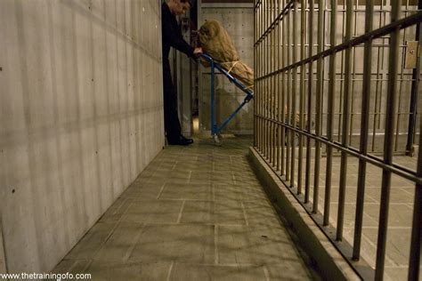 Bobbi Starr Kink 1 Submissive The Training Of O 4012 Day 2 4012 Bobbi Starr050 Porn