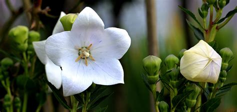 Banco de imagens natureza plantar branco pétala verão Primavera