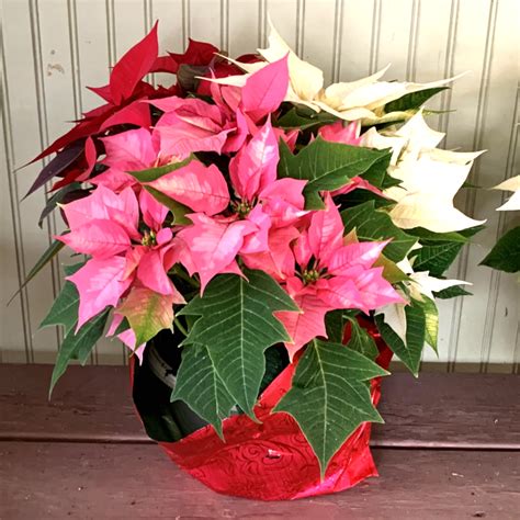 Mixed Poinsettia Planter Red White And Pink Pochedly Greenhouses