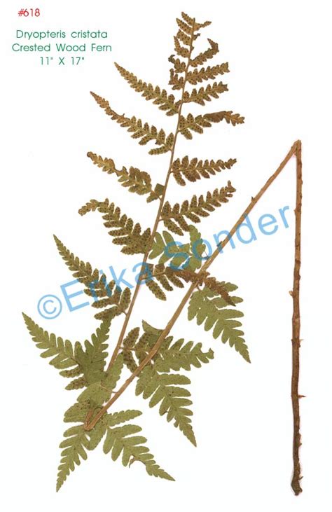 Erika Sonder S Portable Herbarium Plant Catalog D H