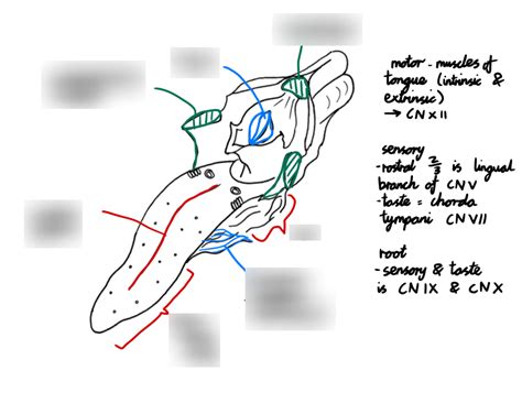 Diagram Of The Tongue Diagram Quizlet