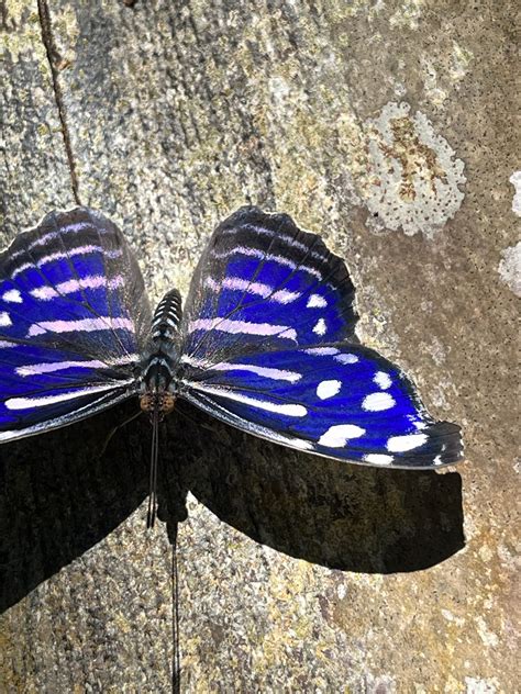 Spring In The Butterfly Rainforest Exhibits