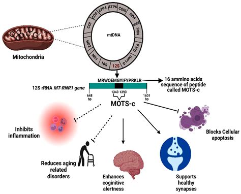 Mitochondrial Derived Peptides Encyclopedia MDPI